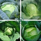 Brassica Oleracea Heirloom Cabbage Flower 200 Seeds