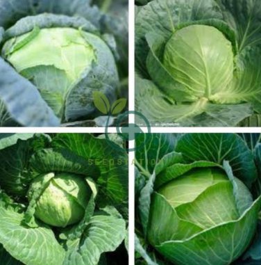 Brassica Oleracea Heirloom Cabbage Flower 200 Seeds