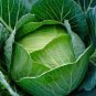 Brassica Oleracea Heirloom Cabbage Flower 200 Seeds