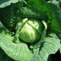 Brassica Oleracea Heirloom Cabbage Flower 200 Seeds