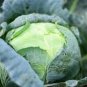 Brassica Oleracea Heirloom Cabbage Flower 200 Seeds
