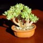 Fresh Succulent Plant Bonsai Radiation Succulents 200 Seeds