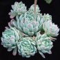 Fresh Succulent Plant Bonsai Radiation Succulents 200 Seeds