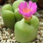 Fresh Succulent Plant Bonsai Radiation Succulents 200 Seeds
