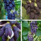 Mucuna Pruriens Black Jade Vine 10 Seeds