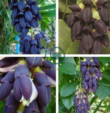Mucuna Pruriens Black Jade Vine 10 Seeds