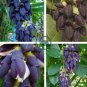 Mucuna Pruriens Black Jade Vine 10 Seeds