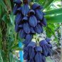 Mucuna Pruriens Black Jade Vine 10 Seeds