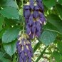 Mucuna Pruriens Black Jade Vine 10 Seeds
