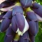 Mucuna Pruriens Black Jade Vine 10 Seeds