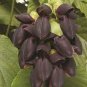 Mucuna Pruriens Black Jade Vine 10 Seeds