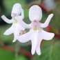 Impatiens Bequaertii Seeds Beautify Dancing Girl Orchid Flower 100 Seeds