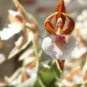 Impatiens Bequaertii Seeds Beautify Dancing Girl Orchid Flower 100 Seeds