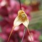 Impatiens Bequaertii Seeds Beautify Dancing Girl Orchid Flower 100 Seeds