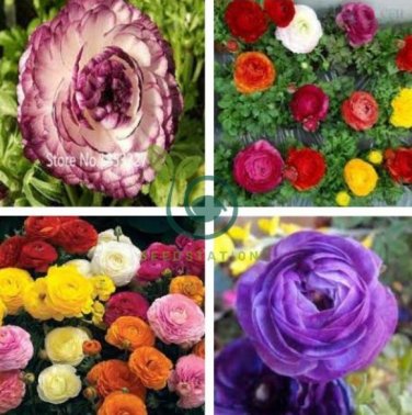 Ranunculus asiaticus Flower Bonsai for Home 200 Seeds