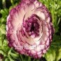 Ranunculus asiaticus Flower Bonsai for Home 200 Seeds