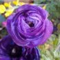 Ranunculus asiaticus Flower Bonsai for Home 200 Seeds