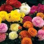 Ranunculus asiaticus Flower Bonsai for Home 200 Seeds