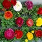 Ranunculus asiaticus Flower Bonsai for Home 200 Seeds