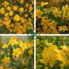 Rare Kerria Japonica -Bonsai Flower Plant for Home 100 Seeds