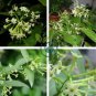 Cordate Telosma Tree Semente 120 Seeds