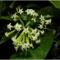 Cordate Telosma Tree Semente 120 Seeds