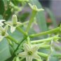 Cordate Telosma Tree Semente 120 Seeds