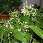 Cordate Telosma Tree Semente 120 Seeds