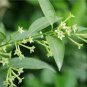 Cordate Telosma Tree Semente 120 Seeds