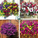 Balcony Patio Potted Petunia Outdoor Perennial 100 Seeds