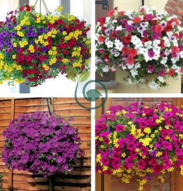 Balcony Patio Potted Petunia Outdoor Perennial 100 Seeds