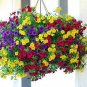 Balcony Patio Potted Petunia Outdoor Perennial 100 Seeds