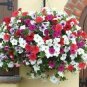 Balcony Patio Potted Petunia Outdoor Perennial 100 Seeds