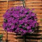Balcony Patio Potted Petunia Outdoor Perennial 100 Seeds