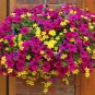 Balcony Patio Potted Petunia Outdoor Perennial 100 Seeds