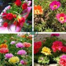 Exotic Portulaca Grandiflora Seeds Moss-rose Purslane Double Indoor Flowers 200 Seeds