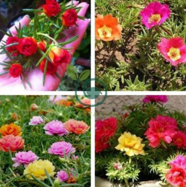 Exotic Portulaca Grandiflora Seeds Moss-rose Purslane Double Indoor Flowers 200 Seeds