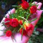 Exotic Portulaca Grandiflora Seeds Moss-rose Purslane Double Indoor Flowers 200 Seeds
