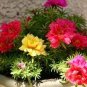 Exotic Portulaca Grandiflora Seeds Moss-rose Purslane Double Indoor Flowers 200 Seeds