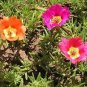 Exotic Portulaca Grandiflora Seeds Moss-rose Purslane Double Indoor Flowers 200 Seeds