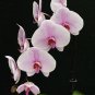 Phalaenopsis Orchid 200 Seeds