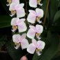 Phalaenopsis Orchid 200 Seeds