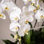 Phalaenopsis Orchid 200 Seeds