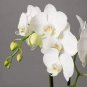Phalaenopsis Orchid 200 Seeds