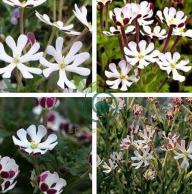 New Night Blooming Phlox 200 Seeds