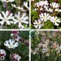 New Night Blooming Phlox 200 Seeds