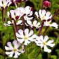 New Night Blooming Phlox 200 Seeds