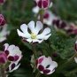 New Night Blooming Phlox 200 Seeds
