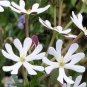 New Night Blooming Phlox 200 Seeds