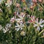 New Night Blooming Phlox 200 Seeds